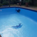 Pool Butlers Renovation