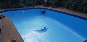 Pool Butlers Renovation